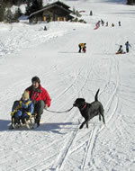 Sled and dog